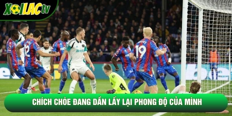 Chích chòe đang dần lấy lại phong độ của mình Chích chòe đang dần lấy lại phong độ của mình